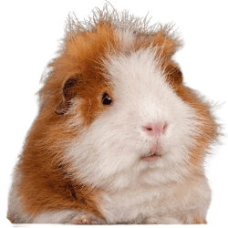 Cochon d'Inde roux et blanc